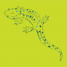 Graphic drawing of a Spotted Salamander (amphibian) 